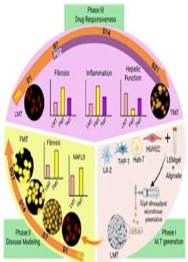 Bio fabrication of fibrotic liver microtissues as a scalable and drug responsive in vitro model